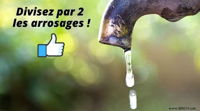 9 Proven Gardening Tips to Cut Watering Needs by 50%