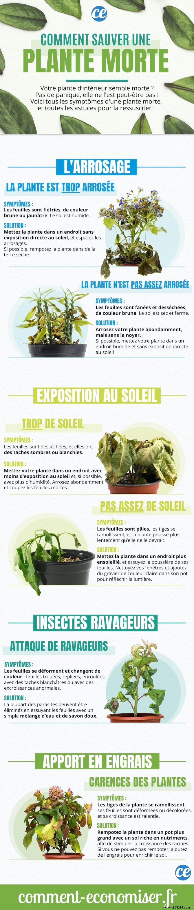 4 Proven Gardening Secrets to Revive Your Dying Houseplant