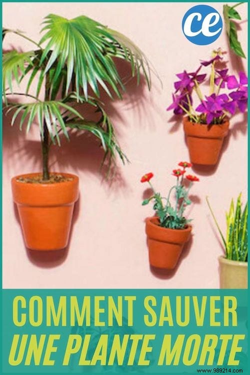 4 Proven Gardening Secrets to Revive Your Dying Houseplant