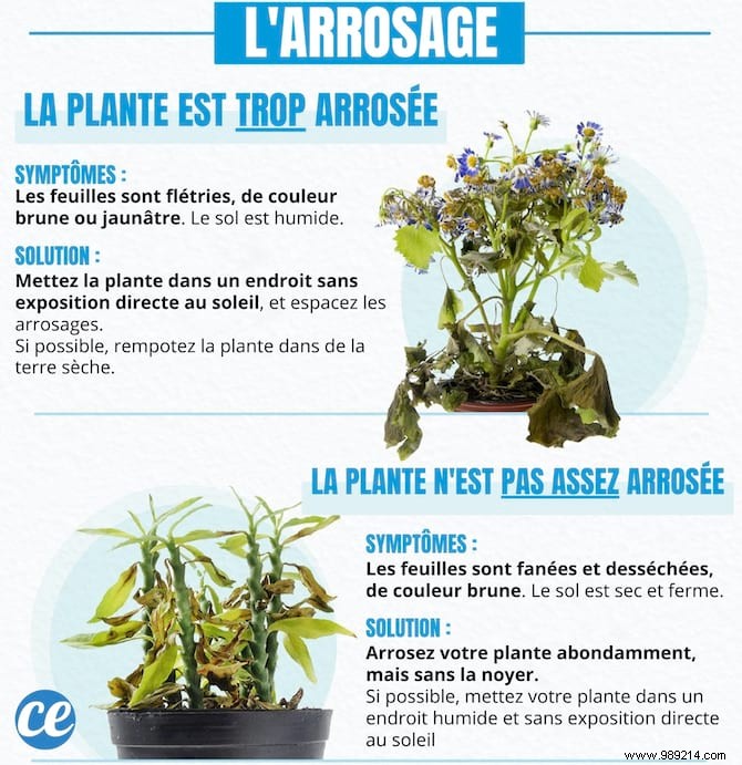 4 Proven Gardening Secrets to Revive Your Dying Houseplant