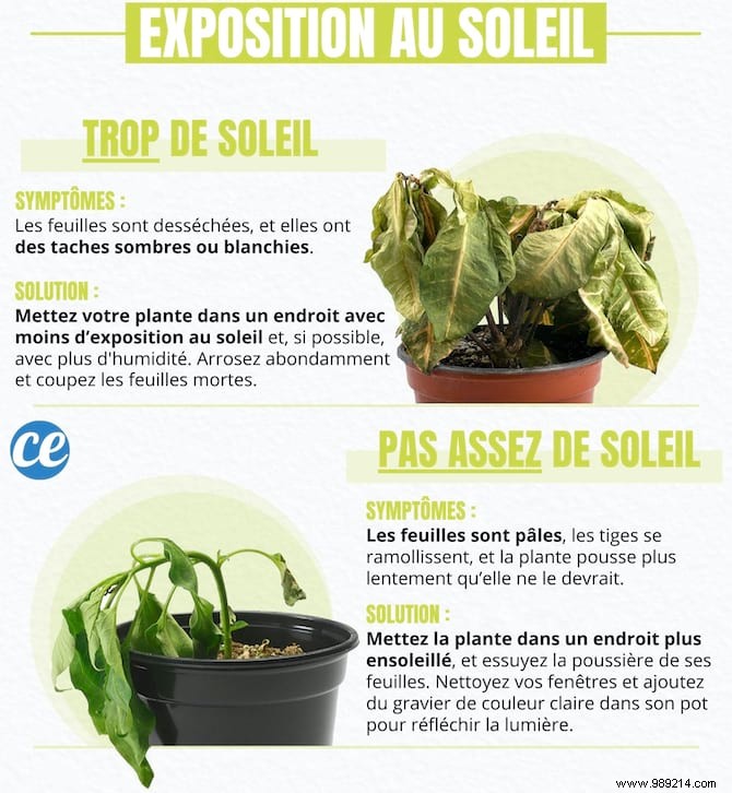 4 Proven Gardening Secrets to Revive Your Dying Houseplant