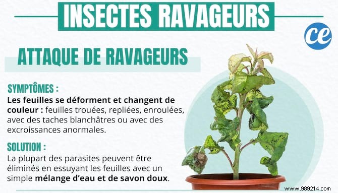 4 Proven Gardening Secrets to Revive Your Dying Houseplant