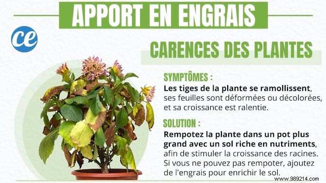 4 Proven Gardening Secrets to Revive Your Dying Houseplant