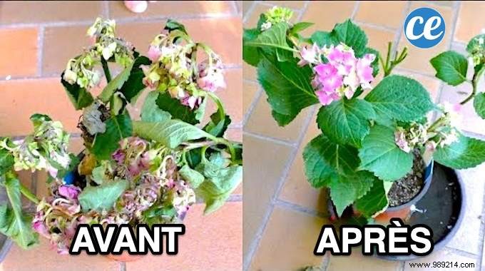 20 Proven Tips to Revive Dying Houseplants: Expert Gardening Advice