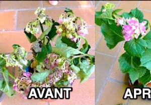 20 Proven Tips to Revive Dying Houseplants: Expert Gardening Advice