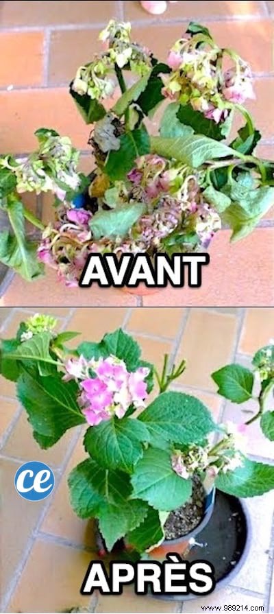 20 Proven Tips to Revive Dying Houseplants: Expert Gardening Advice