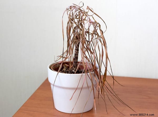 20 Proven Tips to Revive Dying Houseplants: Expert Gardening Advice