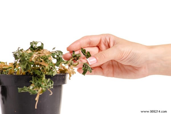 20 Proven Tips to Revive Dying Houseplants: Expert Gardening Advice