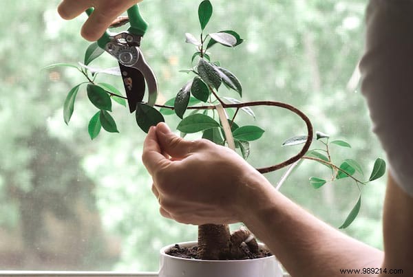 20 Proven Tips to Revive Dying Houseplants: Expert Gardening Advice