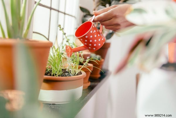 20 Proven Tips to Revive Dying Houseplants: Expert Gardening Advice