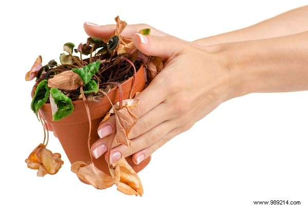20 Proven Tips to Revive Dying Houseplants: Expert Gardening Advice