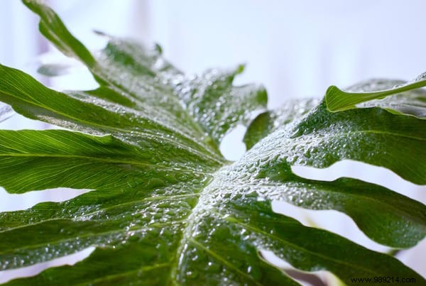 20 Proven Tips to Revive Dying Houseplants: Expert Gardening Advice