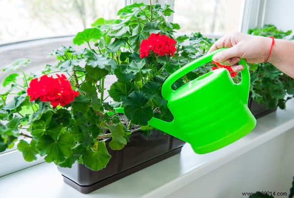 20 Proven Tips to Revive Dying Houseplants: Expert Gardening Advice