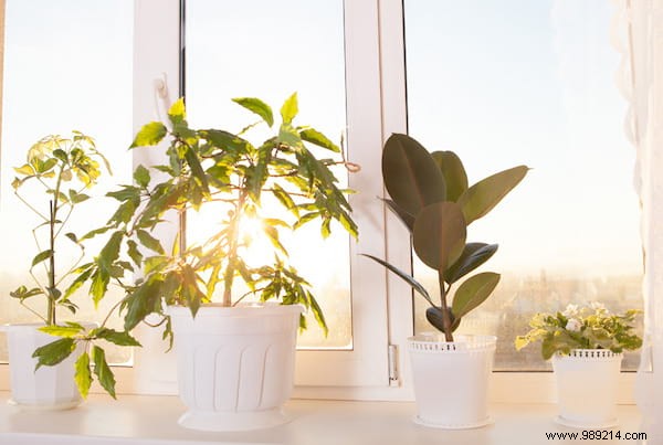 20 Proven Tips to Revive Dying Houseplants: Expert Gardening Advice