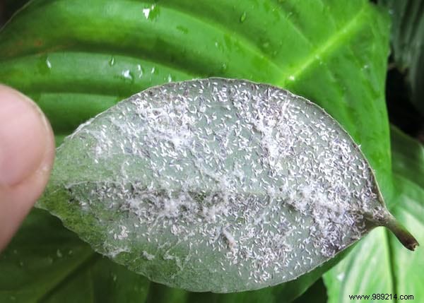 20 Proven Tips to Revive Dying Houseplants: Expert Gardening Advice