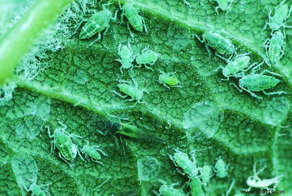 20 Proven Tips to Revive Dying Houseplants: Expert Gardening Advice