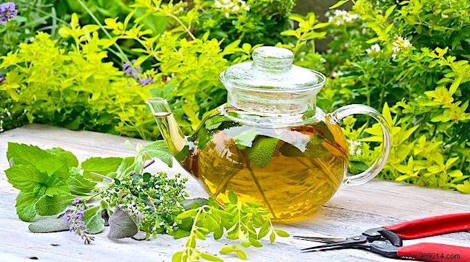 26 Easy-to-Grow Herbs for Delicious Homemade Herbal Teas