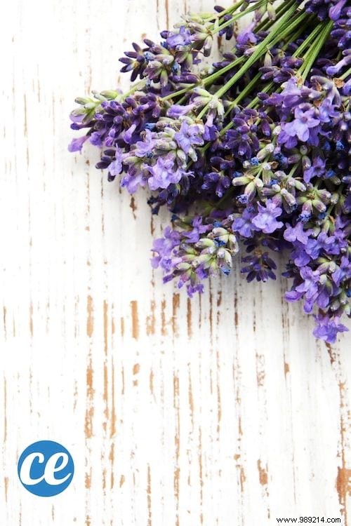 26 Easy-to-Grow Herbs for Delicious Homemade Herbal Teas