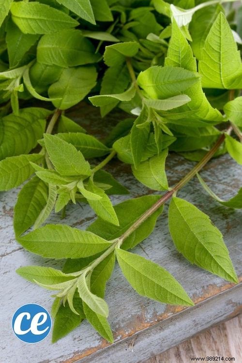 26 Easy-to-Grow Herbs for Delicious Homemade Herbal Teas