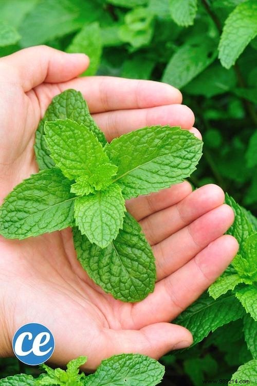 26 Easy-to-Grow Herbs for Delicious Homemade Herbal Teas