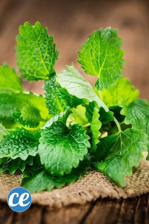 26 Easy-to-Grow Herbs for Delicious Homemade Herbal Teas