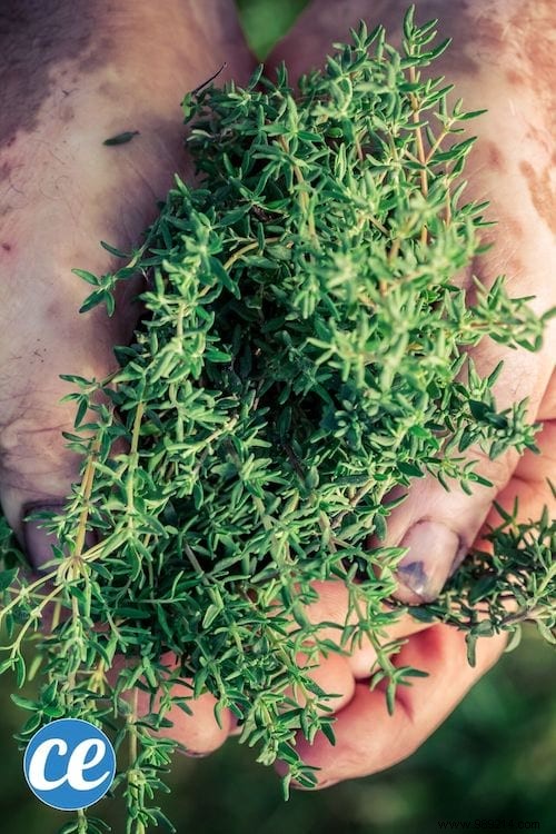 26 Easy-to-Grow Herbs for Delicious Homemade Herbal Teas