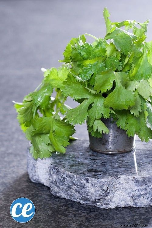 26 Easy-to-Grow Herbs for Delicious Homemade Herbal Teas