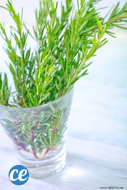 26 Easy-to-Grow Herbs for Delicious Homemade Herbal Teas