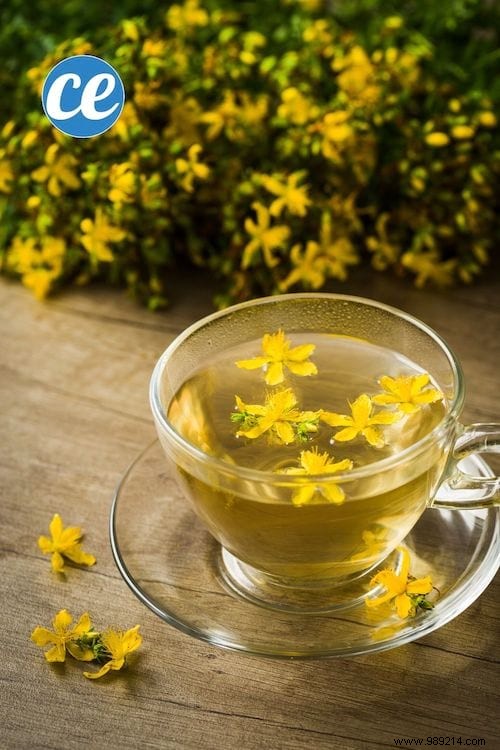 26 Easy-to-Grow Herbs for Delicious Homemade Herbal Teas