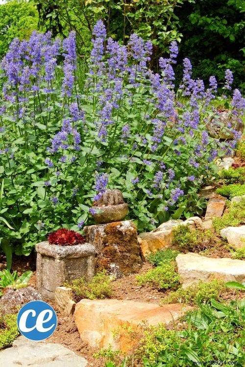 26 Easy-to-Grow Herbs for Delicious Homemade Herbal Teas