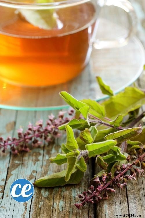 26 Easy-to-Grow Herbs for Delicious Homemade Herbal Teas