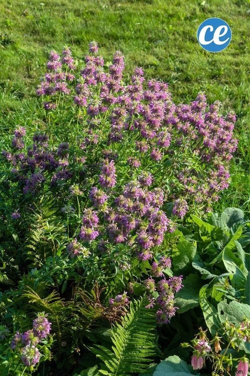 26 Easy-to-Grow Herbs for Delicious Homemade Herbal Teas