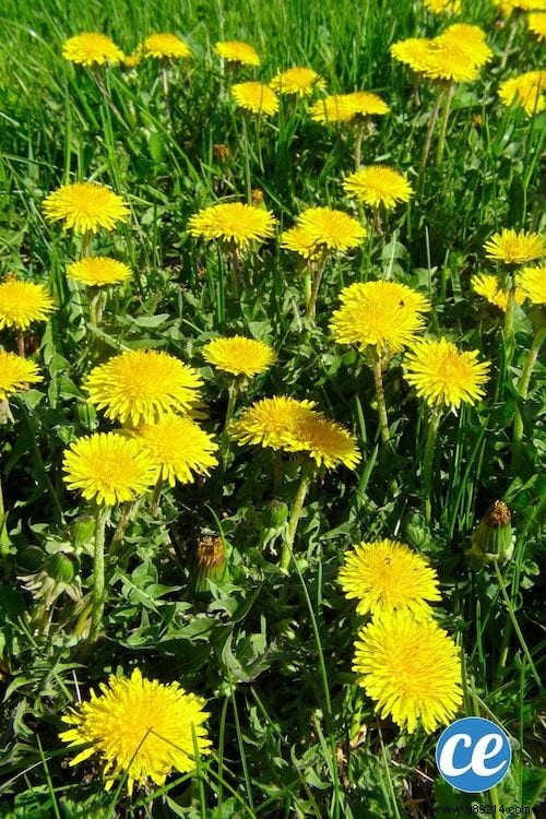 26 Easy-to-Grow Herbs for Delicious Homemade Herbal Teas