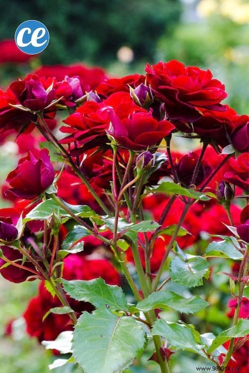 26 Easy-to-Grow Herbs for Delicious Homemade Herbal Teas