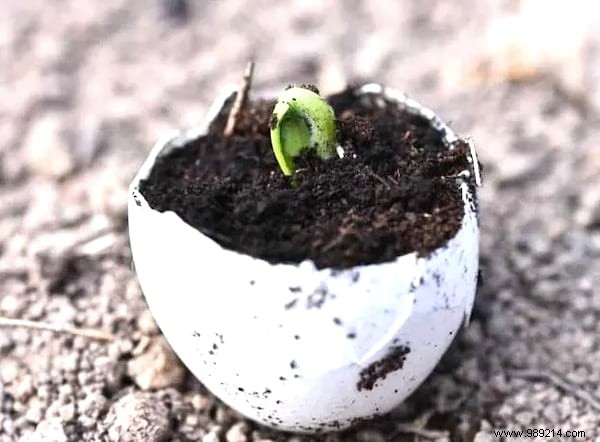 15 Genius Ways to Reuse Eggshells: Transform Waste into Garden Gold, Home Hacks, and Natural Nutrition
