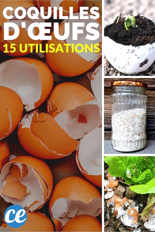 15 Genius Ways to Reuse Eggshells: Transform Waste into Garden Gold, Home Hacks, and Natural Nutrition