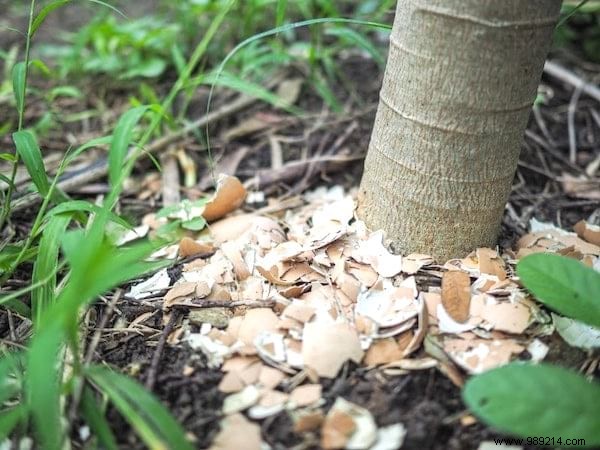 15 Genius Ways to Reuse Eggshells: Transform Waste into Garden Gold, Home Hacks, and Natural Nutrition