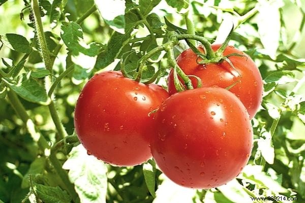 15 Genius Ways to Reuse Eggshells: Transform Waste into Garden Gold, Home Hacks, and Natural Nutrition