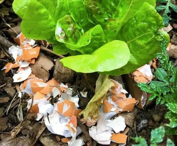 15 Genius Ways to Reuse Eggshells: Transform Waste into Garden Gold, Home Hacks, and Natural Nutrition