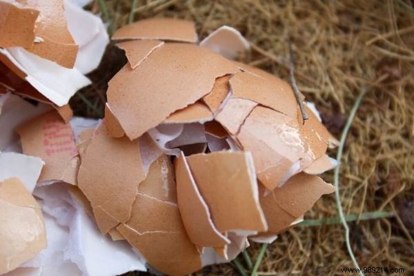 15 Genius Ways to Reuse Eggshells: Transform Waste into Garden Gold, Home Hacks, and Natural Nutrition