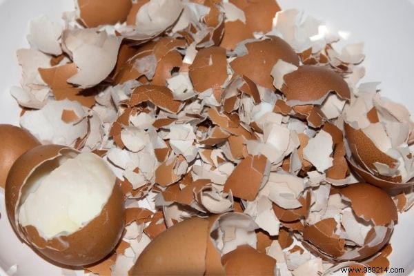 15 Genius Ways to Reuse Eggshells: Transform Waste into Garden Gold, Home Hacks, and Natural Nutrition