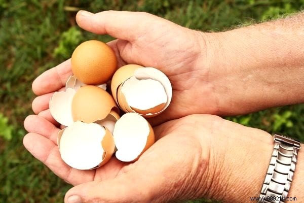 15 Genius Ways to Reuse Eggshells: Transform Waste into Garden Gold, Home Hacks, and Natural Nutrition