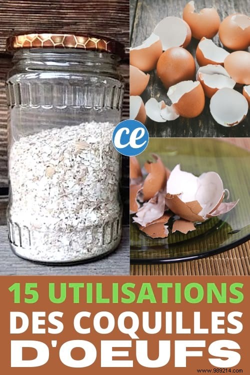 15 Genius Ways to Reuse Eggshells: Transform Waste into Garden Gold, Home Hacks, and Natural Nutrition