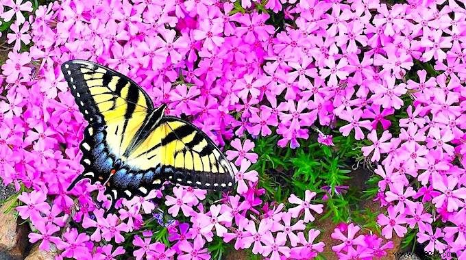 10 Stunning Flowers to Attract Butterflies to Your Garden
