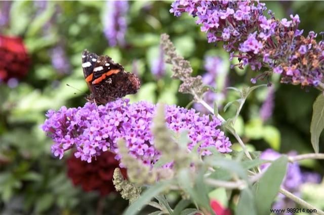 10 Stunning Flowers to Attract Butterflies to Your Garden
