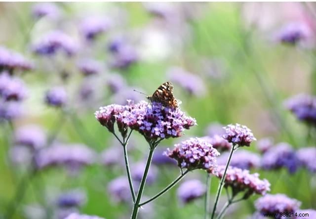 10 Stunning Flowers to Attract Butterflies to Your Garden