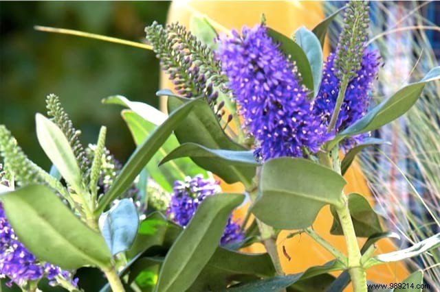 10 Stunning Flowers to Attract Butterflies to Your Garden