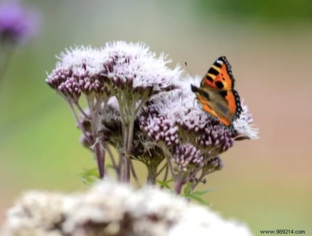 10 Stunning Flowers to Attract Butterflies to Your Garden