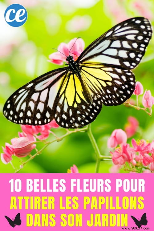 10 Stunning Flowers to Attract Butterflies to Your Garden