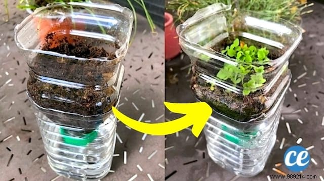 DIY Self-Watering Seedling Pots: Easy Recycled Bottle Hack for Consistent Moisture